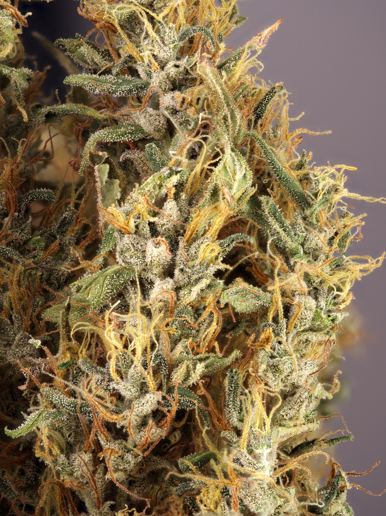 Jamaican Lambs Bread (Caribbean Heirloom / 'Ganja Supreme') Foto 2