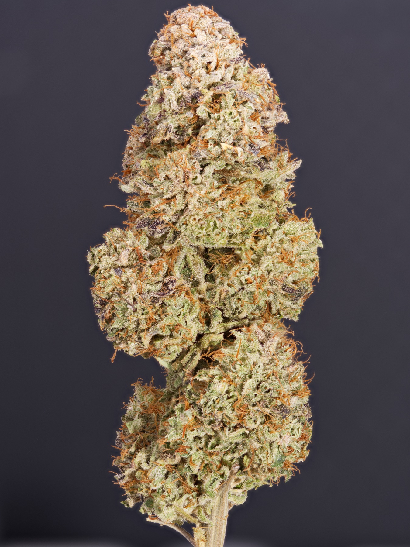 San Fernando Valley OG (SFV OG)