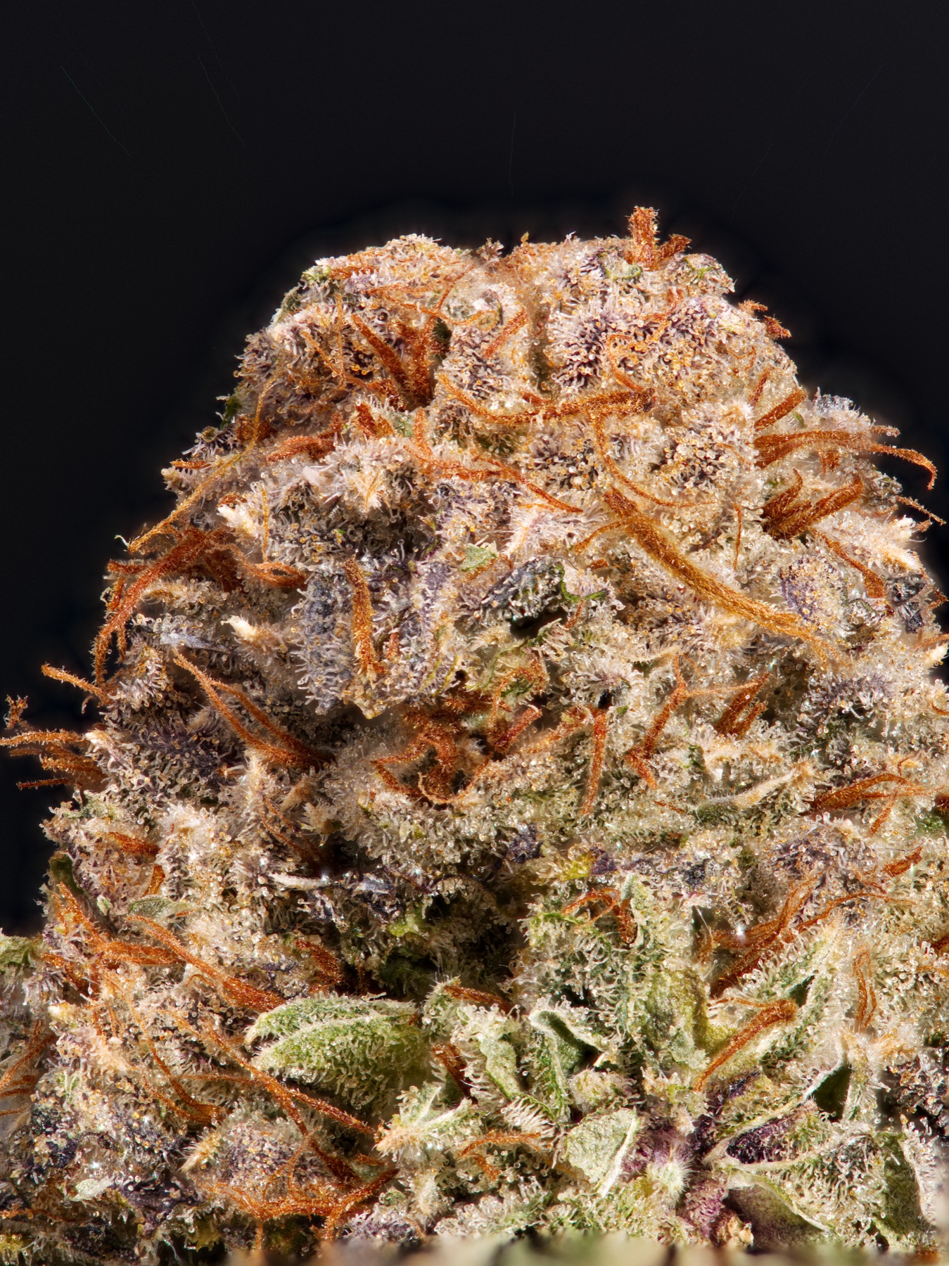 San Fernando Valley OG (SFV OG) Foto 3