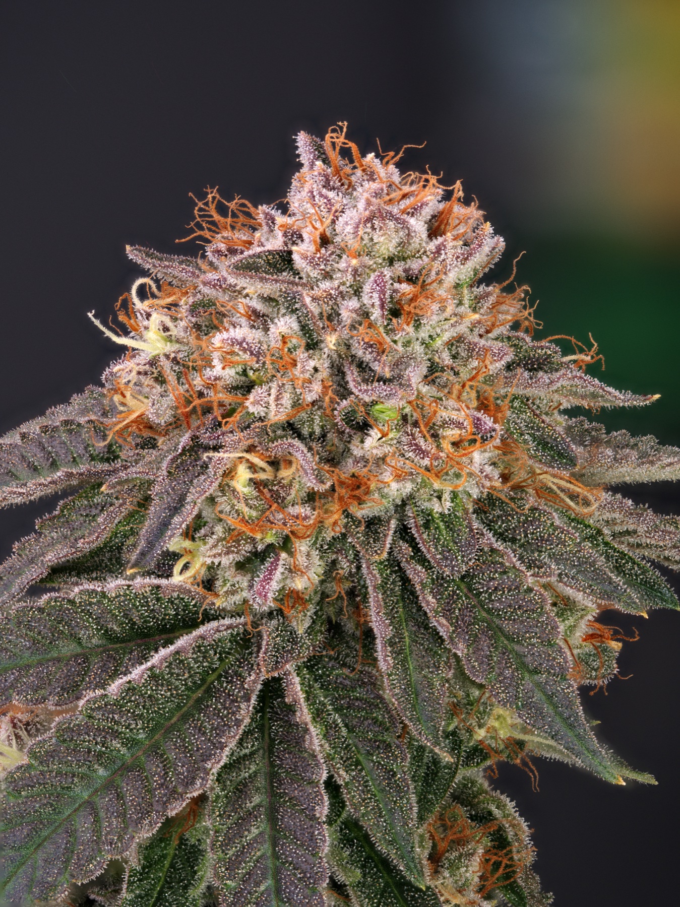 San Fernando Valley OG (SFV OG) Foto 6