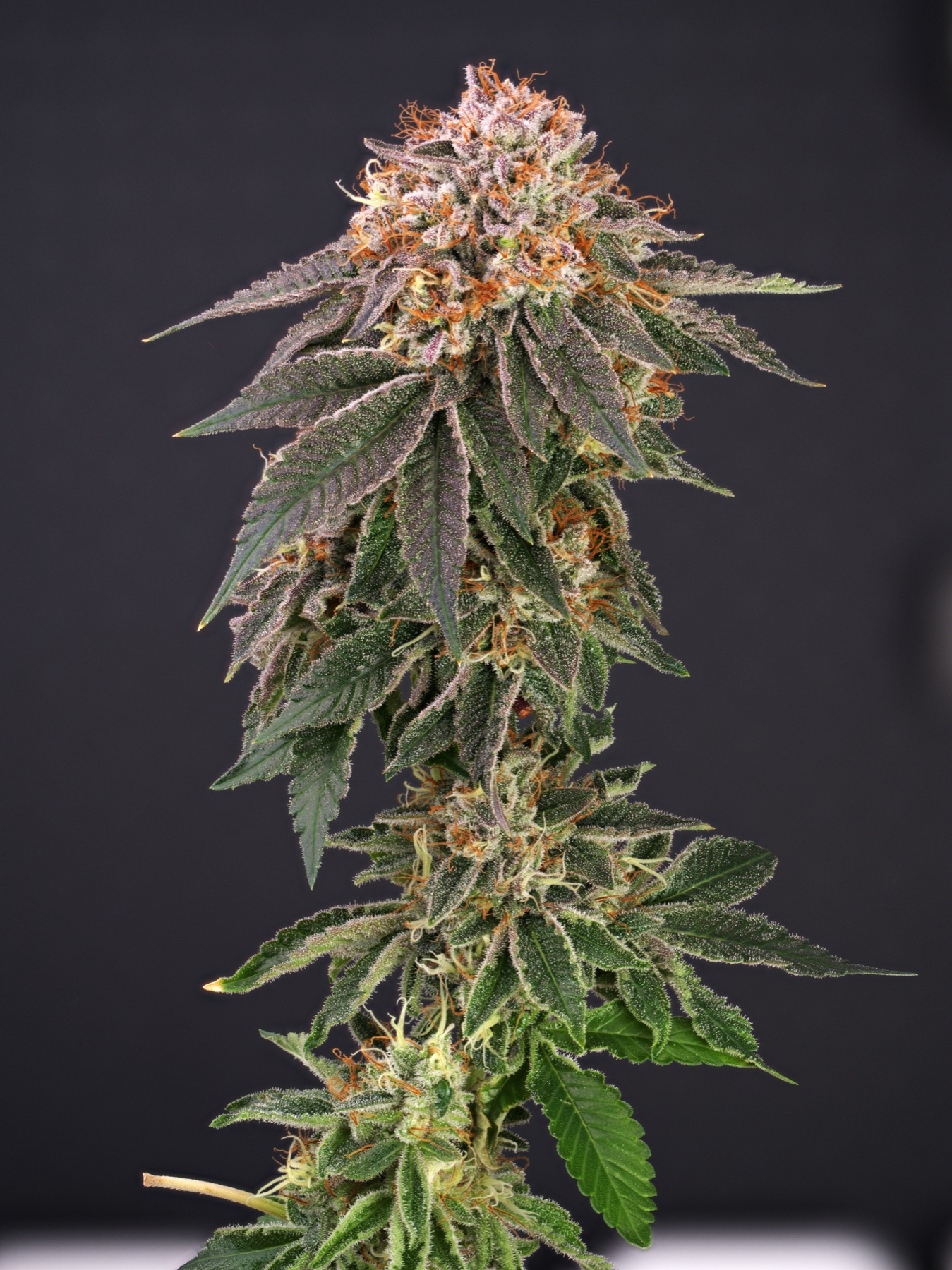 San Fernando Valley OG (SFV OG) Foto 5