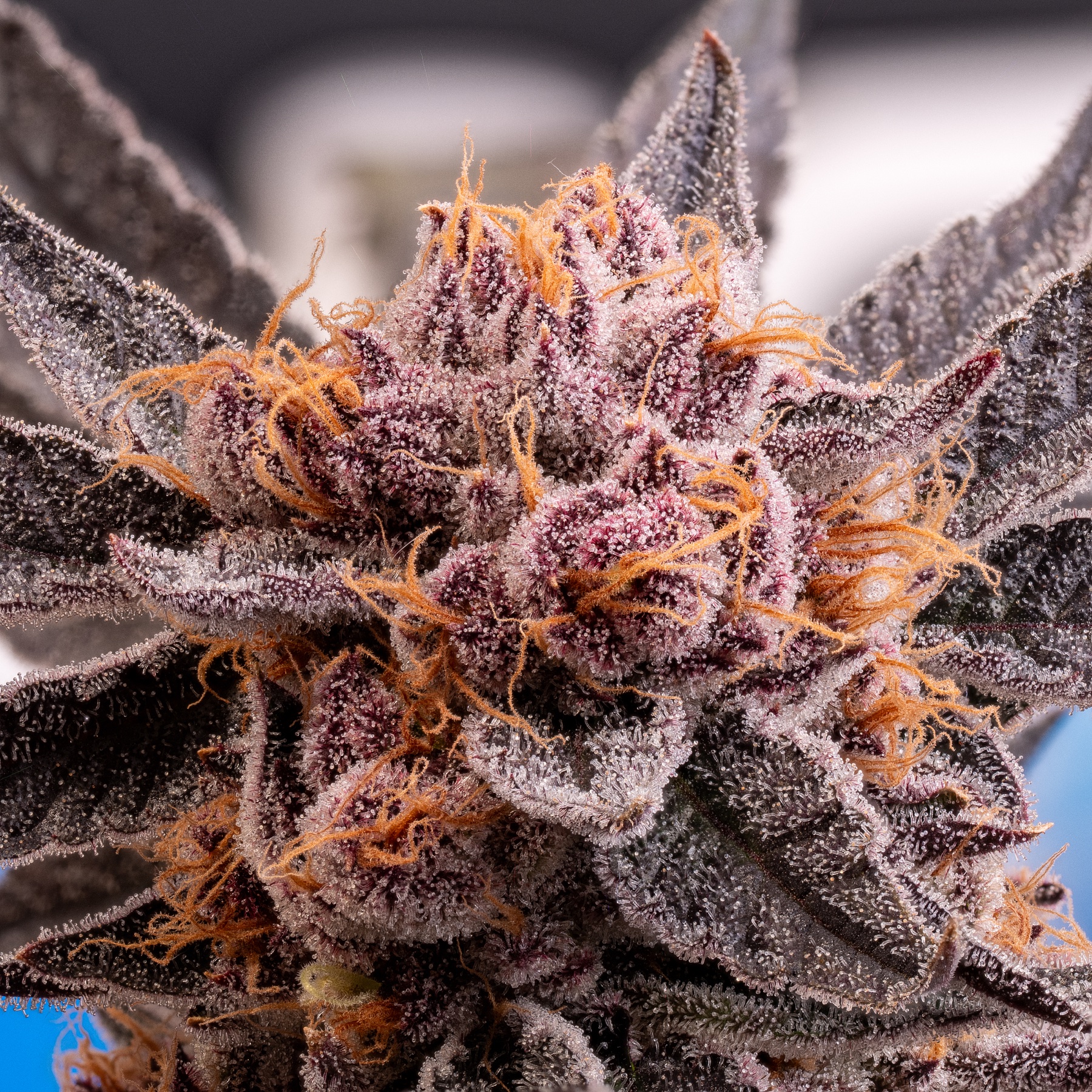 Sour Fraise (150W LED) Foto 7