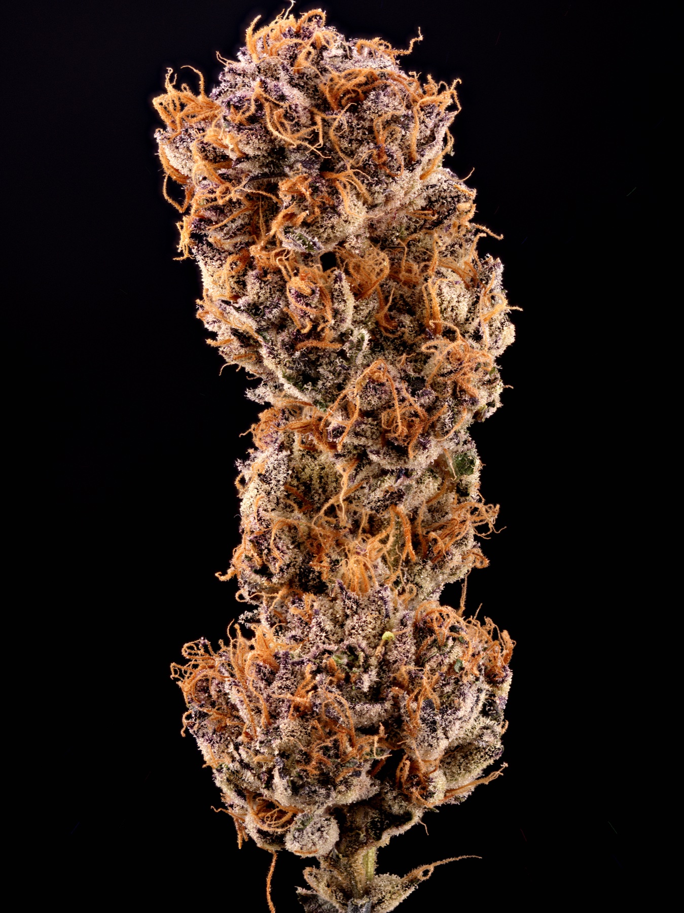 Sour Fraise (150W LED)