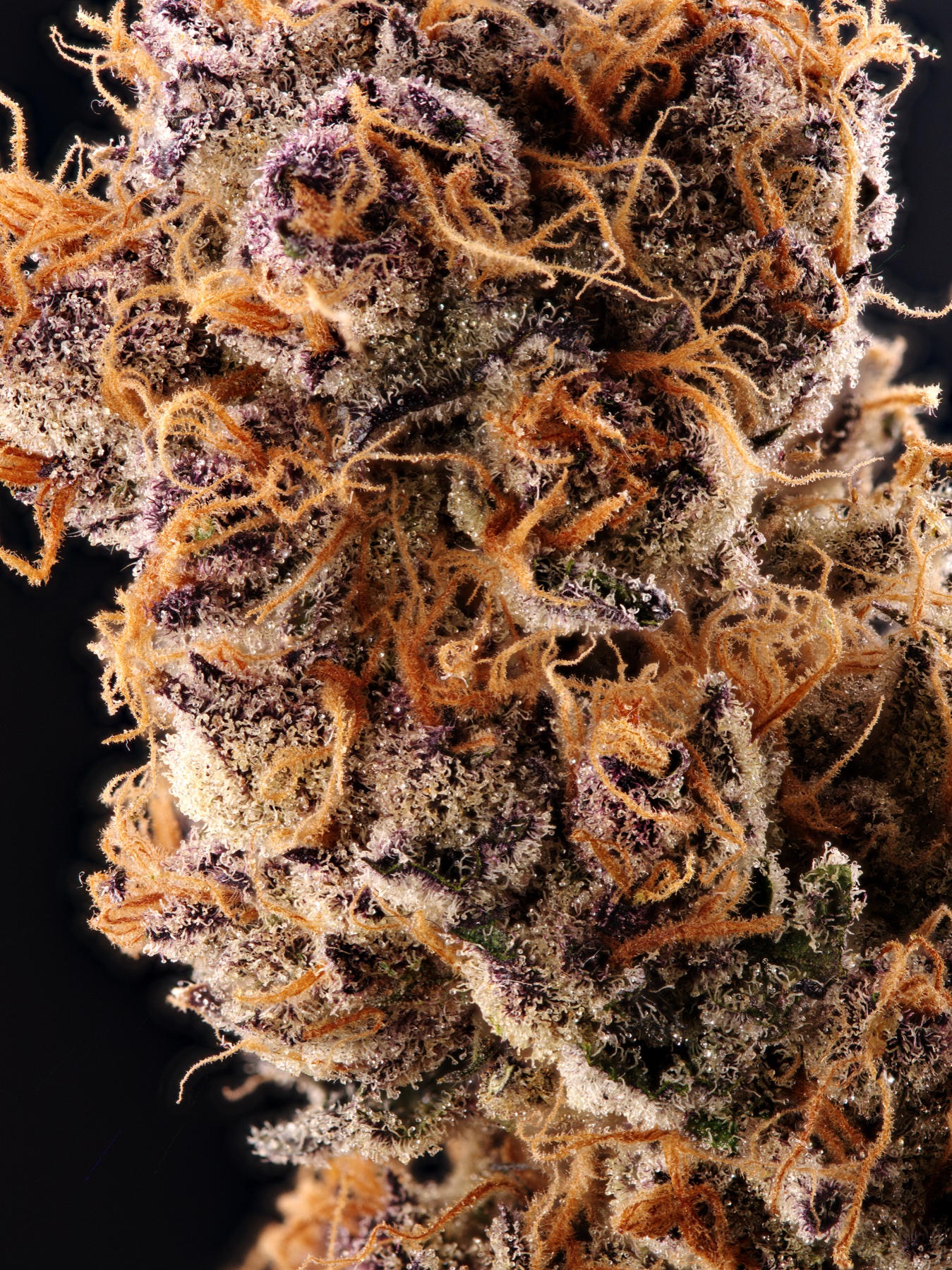 Sour Fraise (150W LED) Foto 2