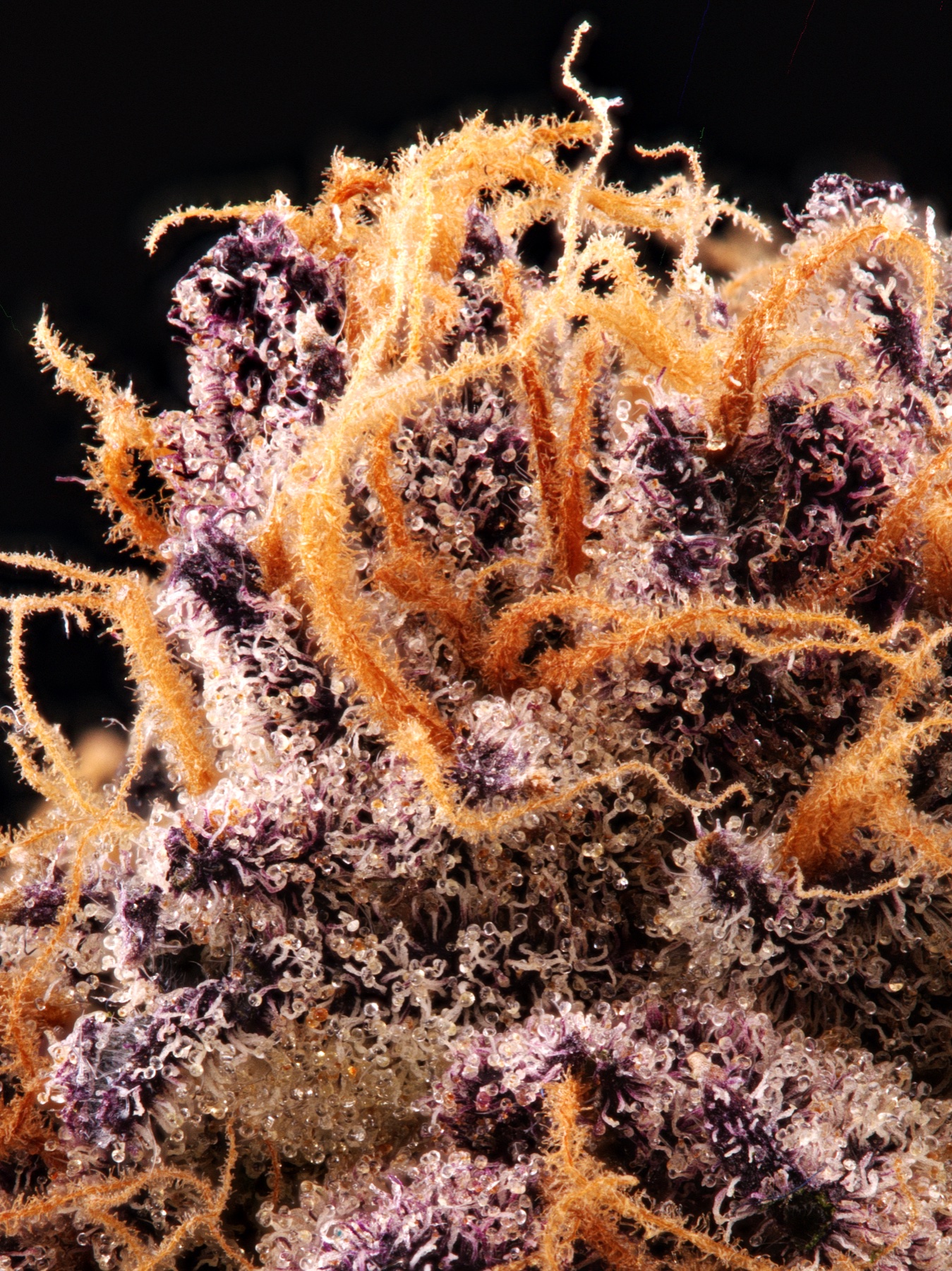 Sour Fraise (150W LED) Foto 9