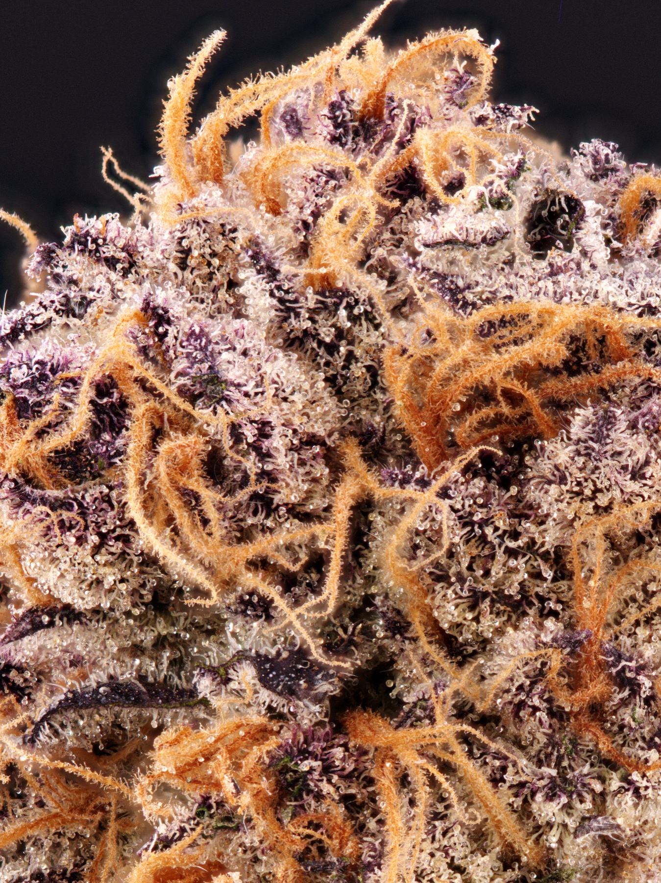 Sour Fraise (150W LED) Foto 10
