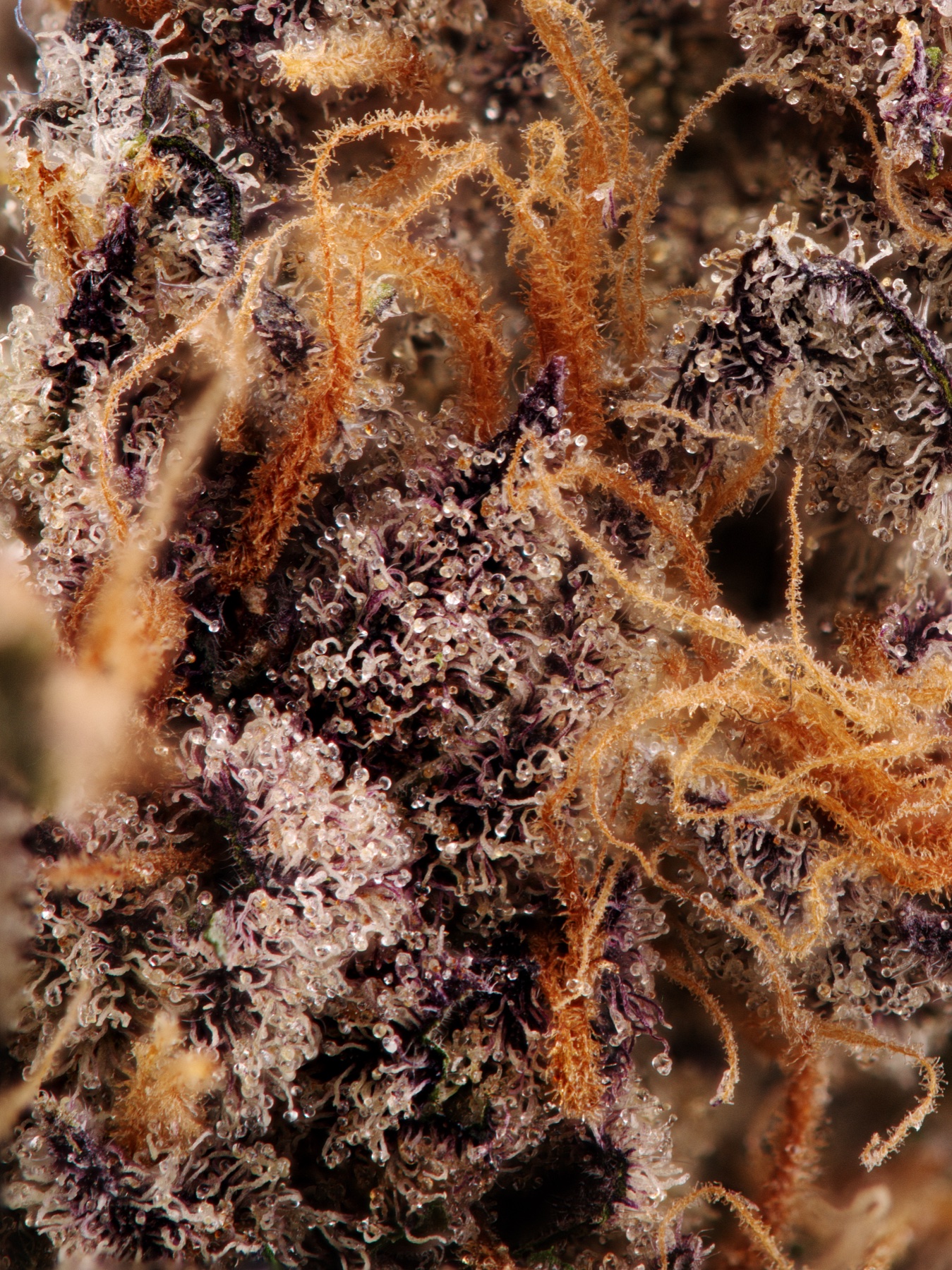 Sour Fraise (150W LED) Foto 11