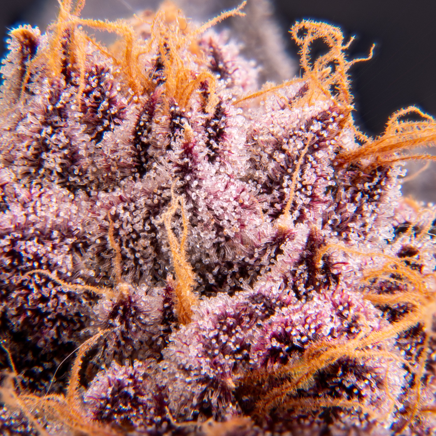 Sour Fraise (150W LED) Foto 12