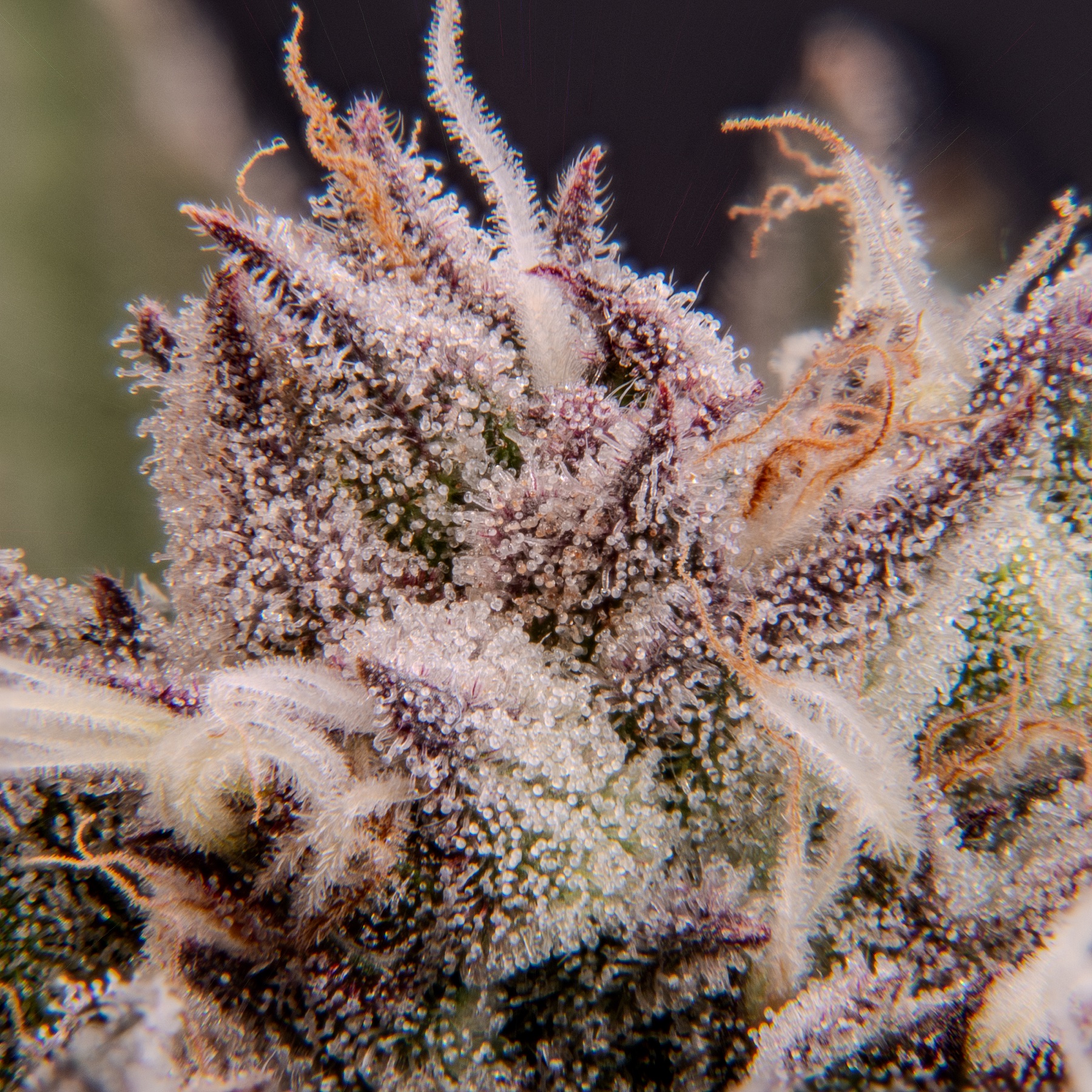 Sour Fraise (240W LED) Foto 8