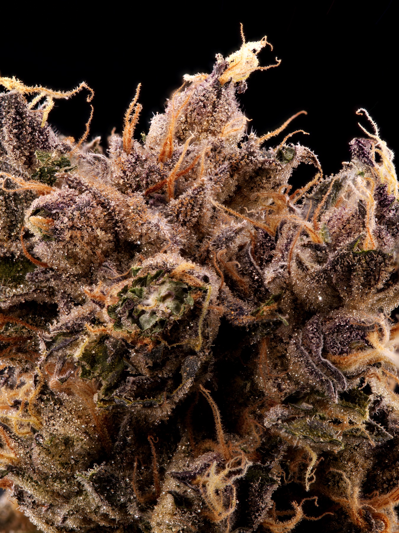 Sour Fraise (240W LED) Foto 3