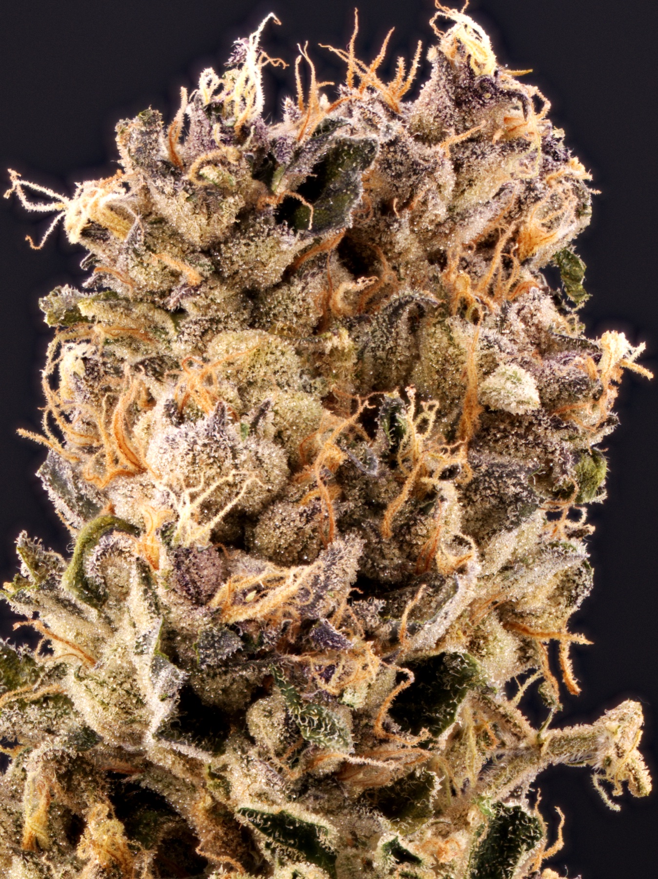 Sour Fraise (240W LED) Foto 5