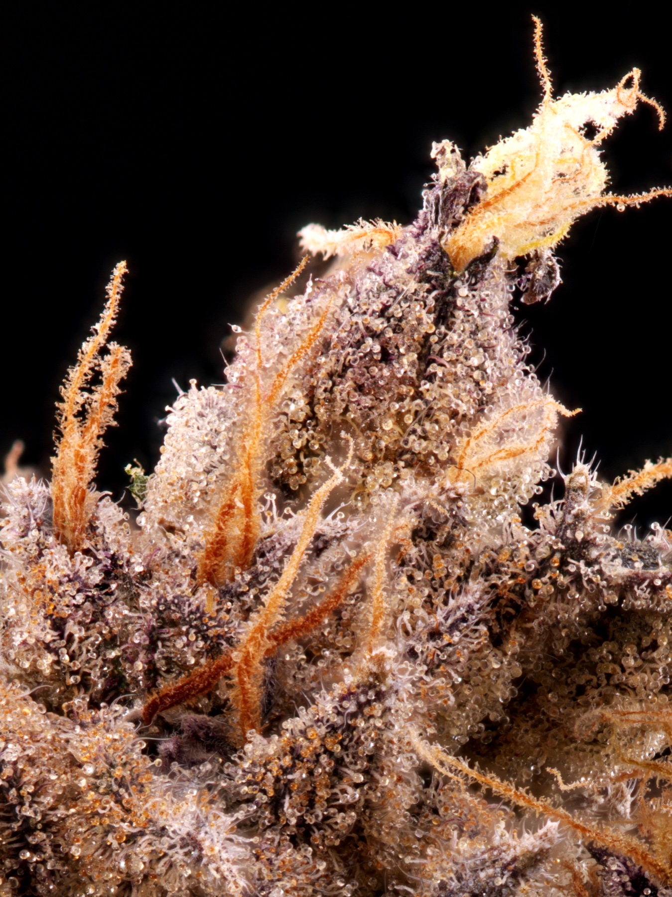 Sour Fraise (240W LED) Foto 10