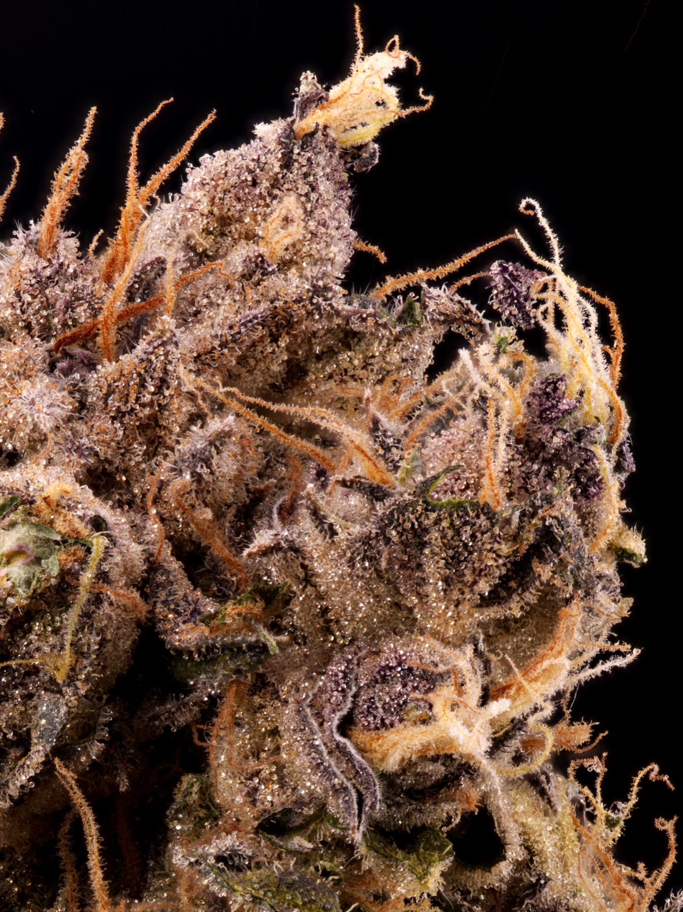 Sour Fraise (240W LED) Foto 11
