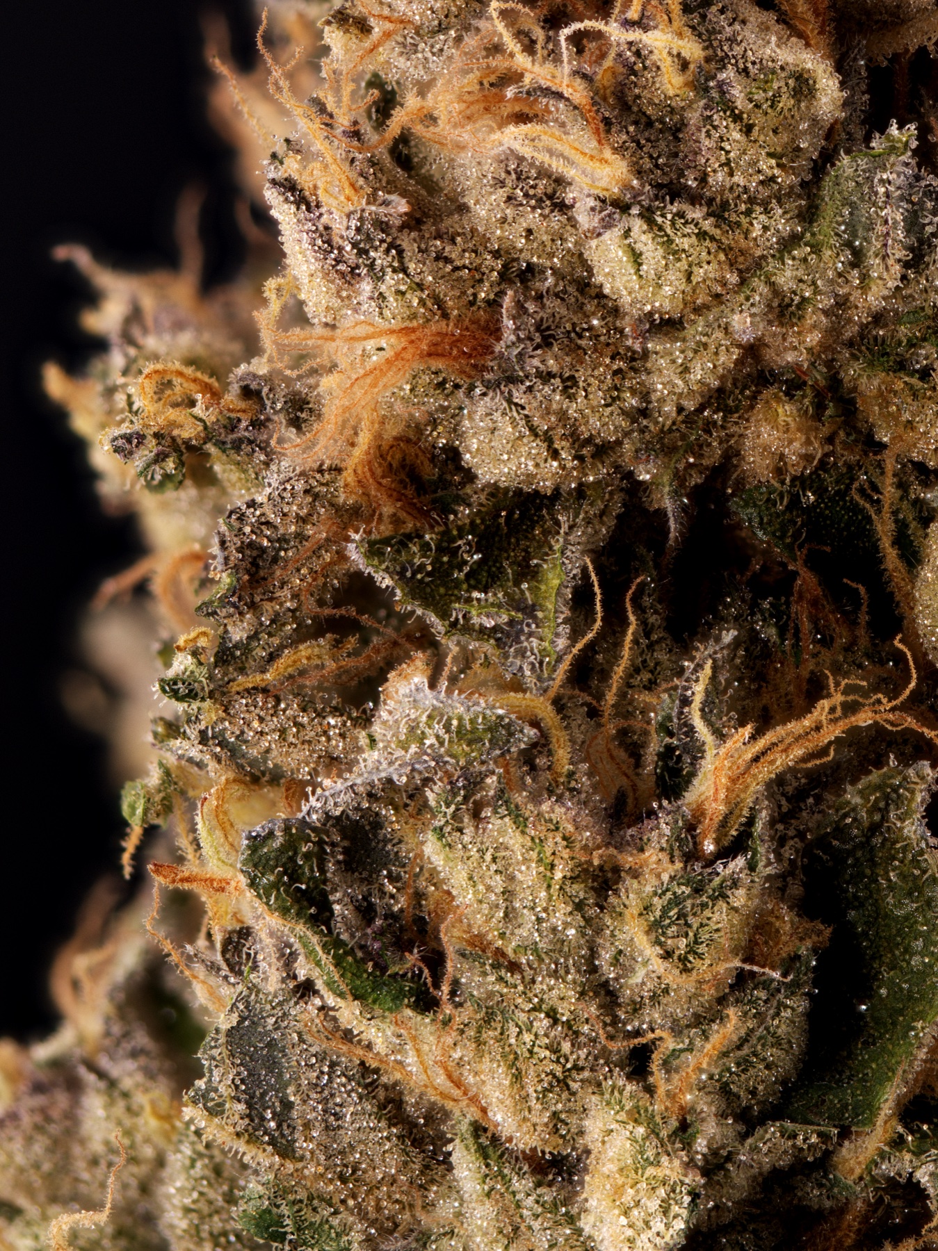 Sour Fraise (240W LED) Foto 12