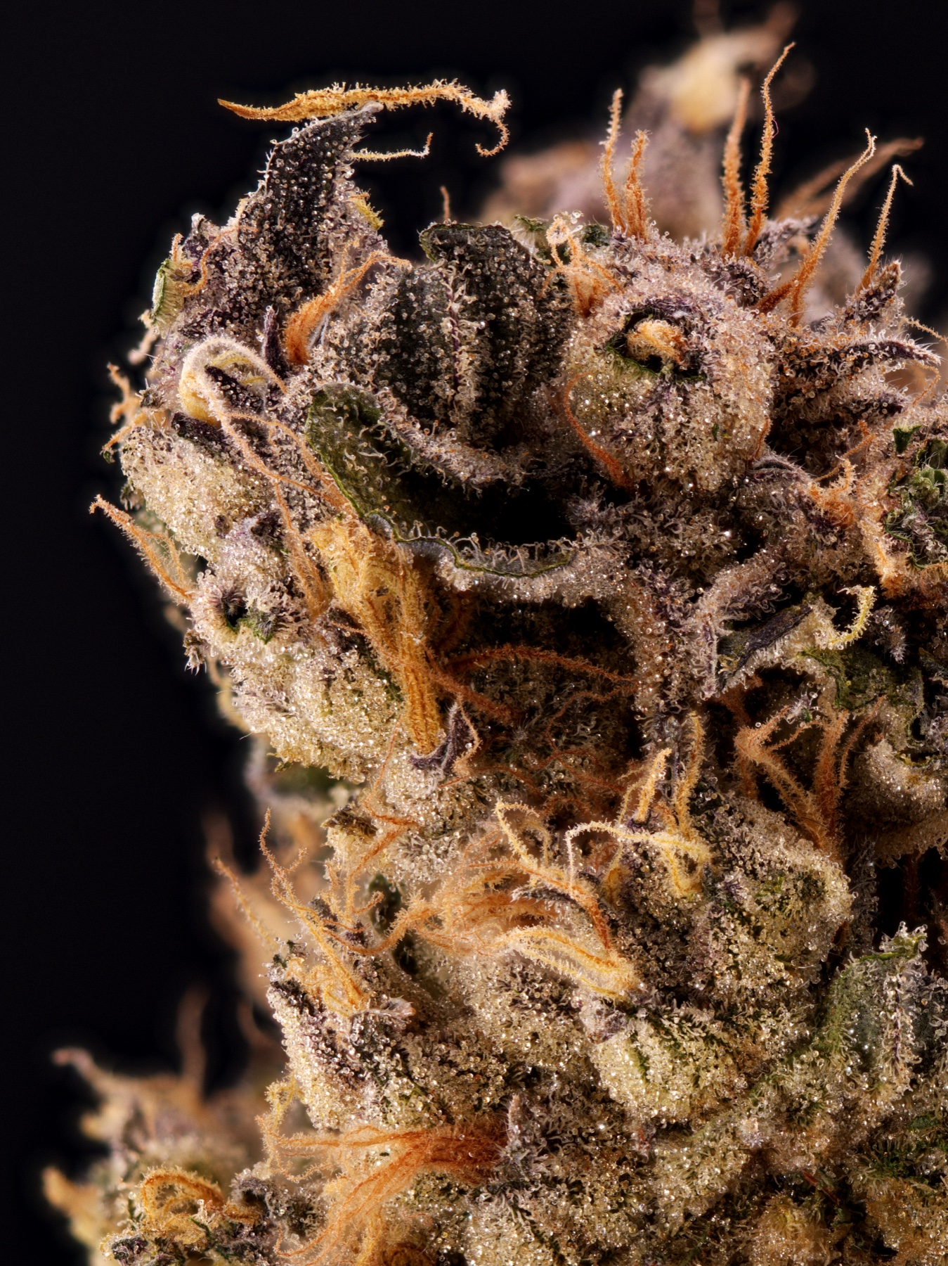 Sour Fraise (240W LED) Foto 13