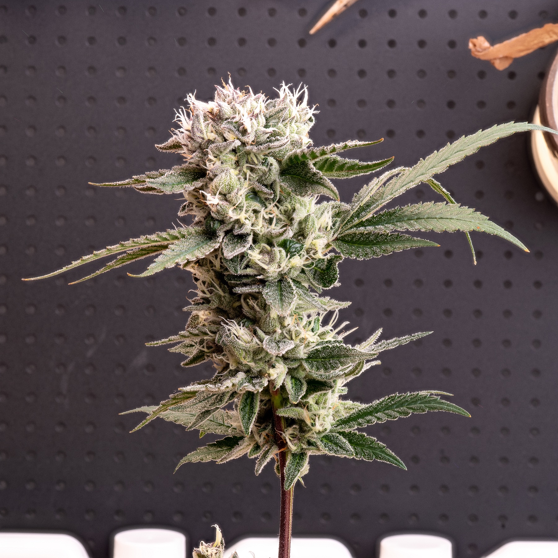 Sour Fraise (240W LED) Foto 6