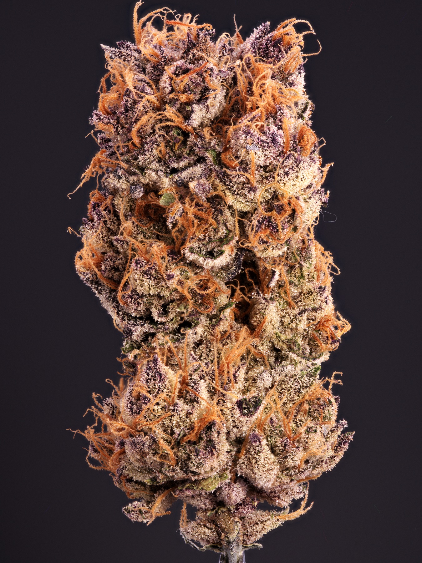 Sour Fraise (150W LED) Foto 5